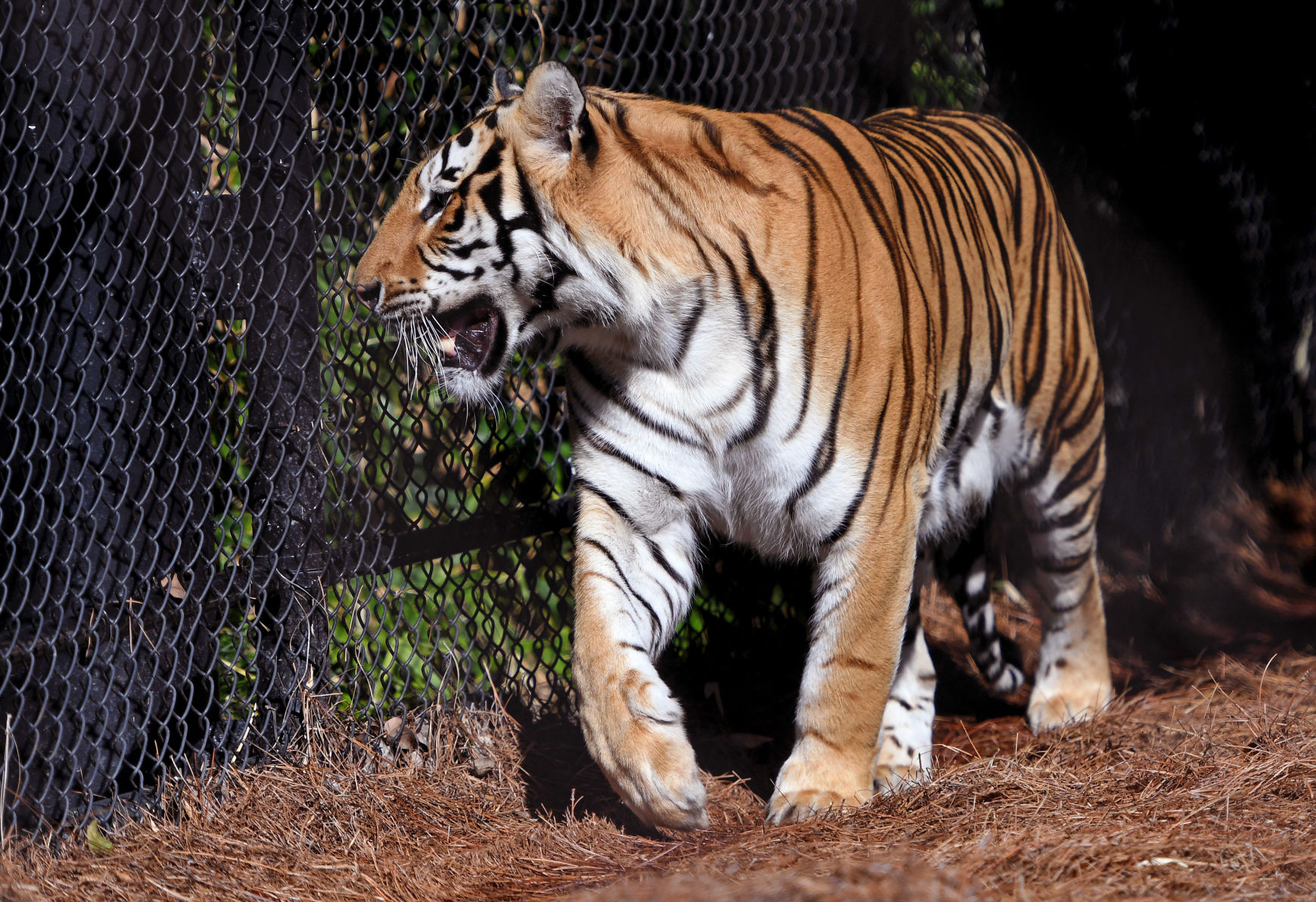 Live Tiger mascot.jpg (copy)